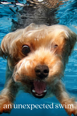 an unexpected swim